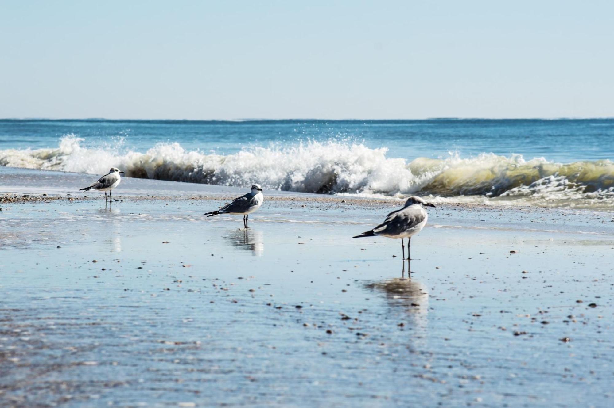 The Beach Is Only Steps Away Gulf Shores Εξωτερικό φωτογραφία