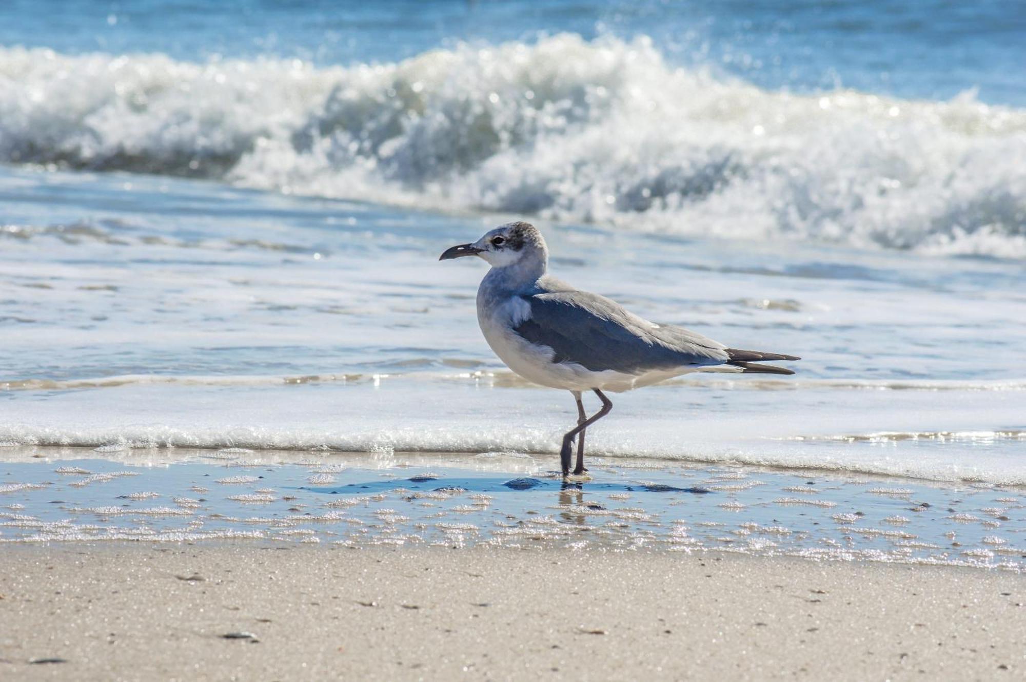 The Beach Is Only Steps Away Gulf Shores Εξωτερικό φωτογραφία